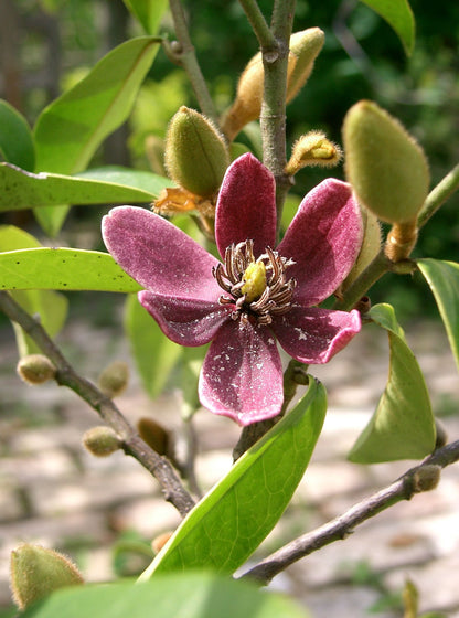 Michelia figo evergreen landscape plant