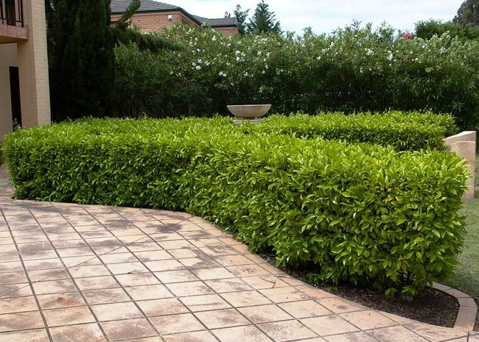 Michelia figo fragrant evergreen shrub