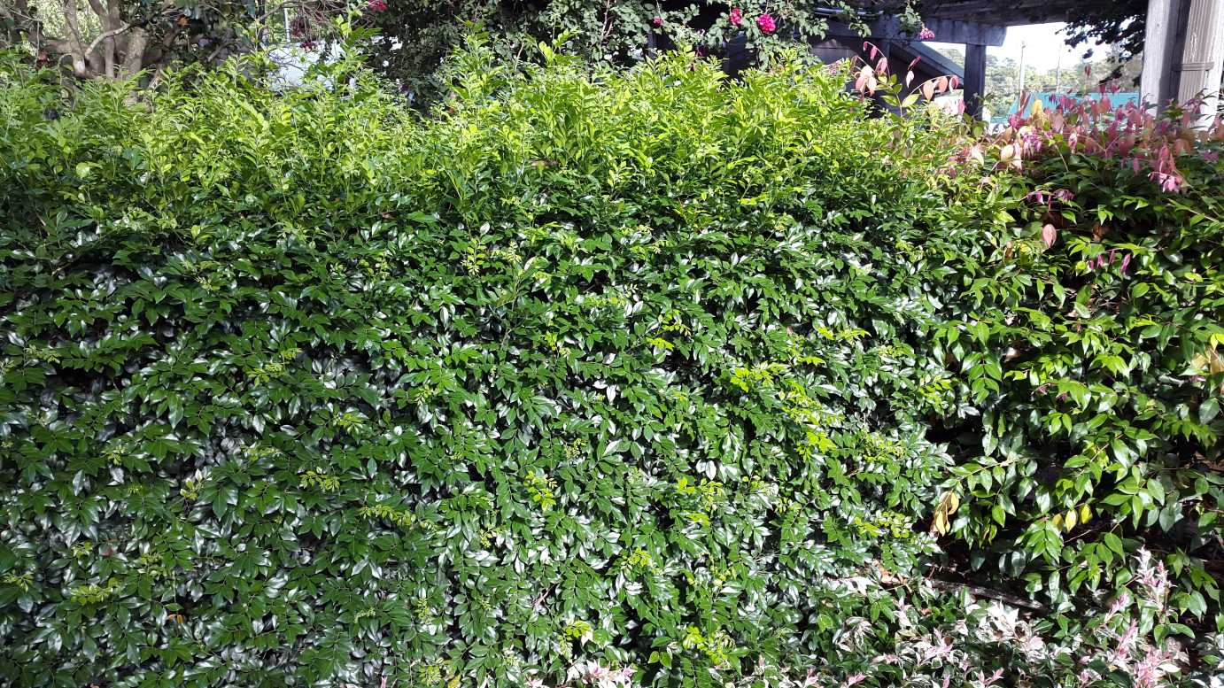 Murraya paniculata murraya screening hedge