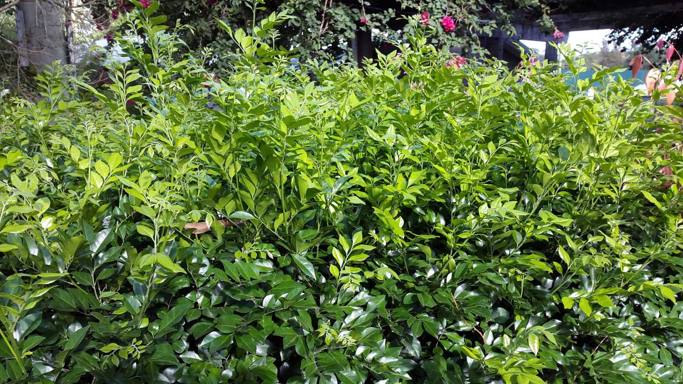 Murraya paniculata evergreen garden hedge