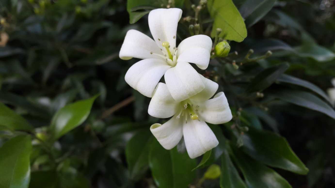 Murraya paniculata white flowering hedge plant