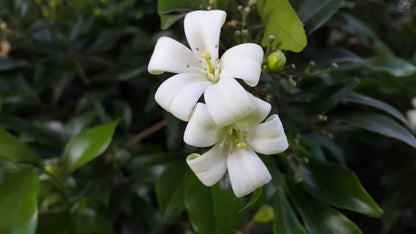 Murraya paniculata white flowering hedge plant