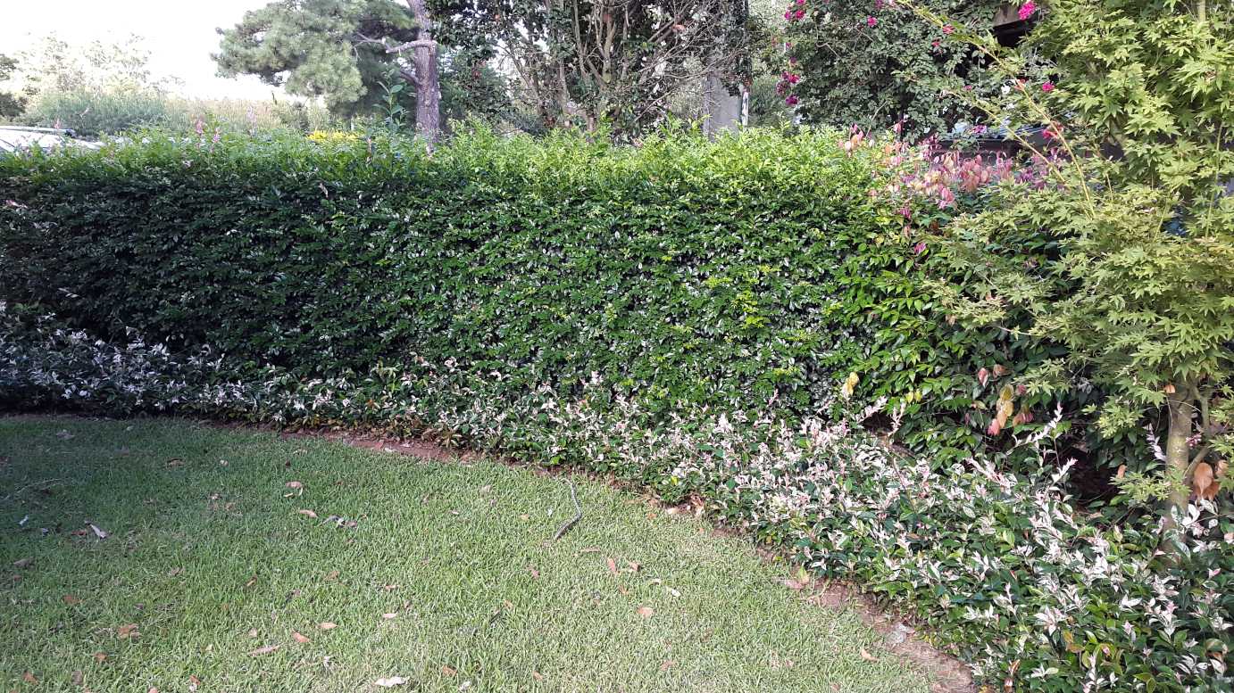 Murraya paniculata fragrant hedge plant