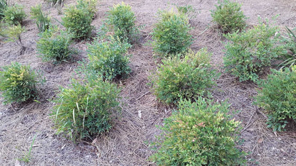 Nandina domestica 'Gulf Stream' compact border plant