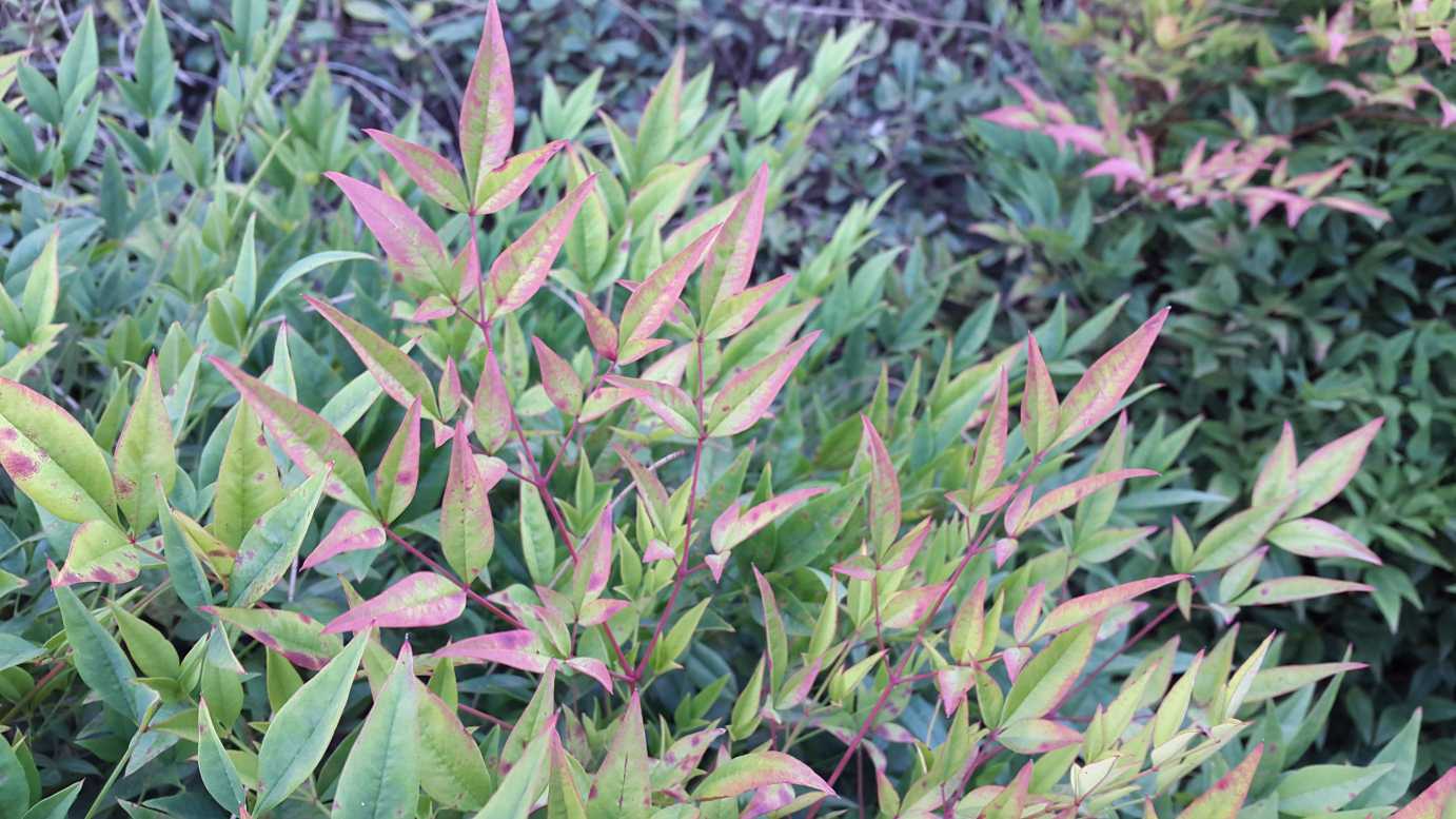 Nandina domestica 'Gulf Stream' low maintenance shrub