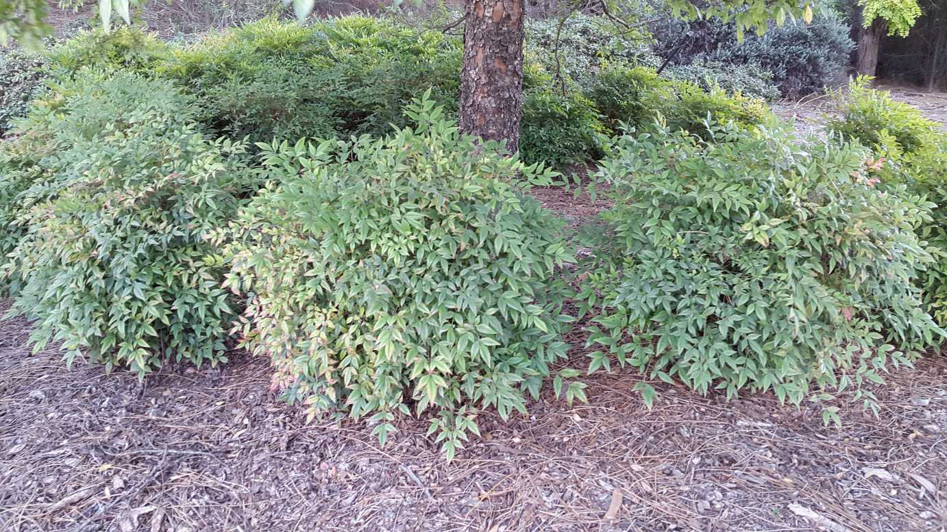 Nandina domestica 'Gulf Stream' modern garden plant