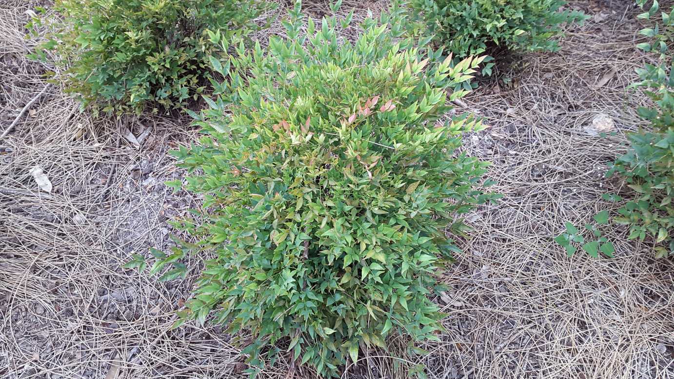 Nandina domestica 'Gulf Stream' colour foliage shrub