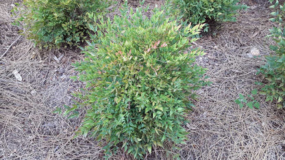 Nandina domestica 'Gulf Stream' colour foliage shrub