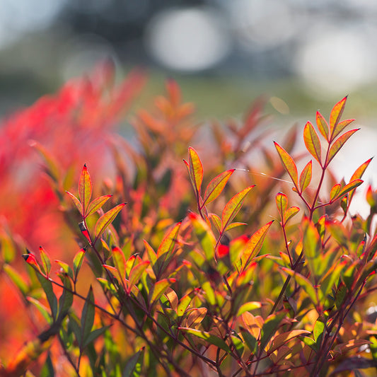 Nandina domestica 'Moon Bay' compact border plant