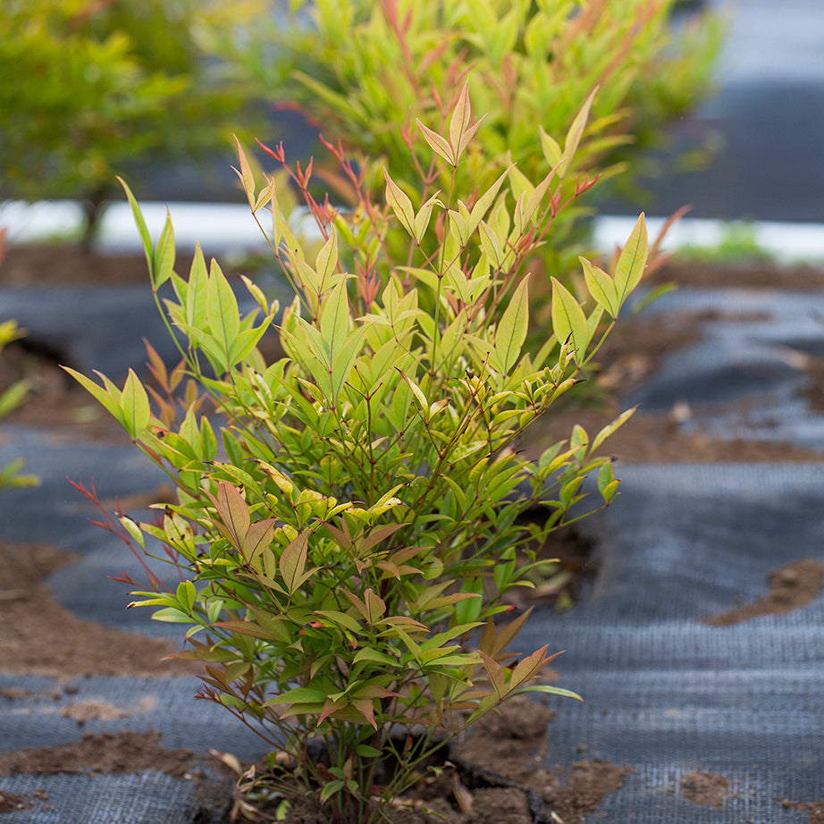 Nandina domestica 'Moon Bay' low maintenance shrub