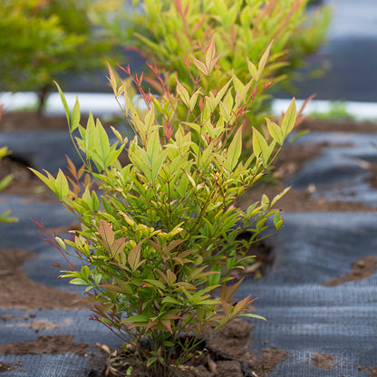 Nandina domestica 'Moon Bay' low maintenance shrub