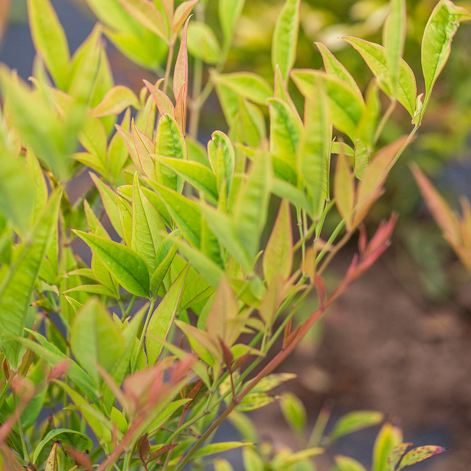 Nandina domestica 'Moon Bay' modern garden plant