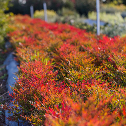 Nandina domestica 'Moon Bay' colour foliage shrub
