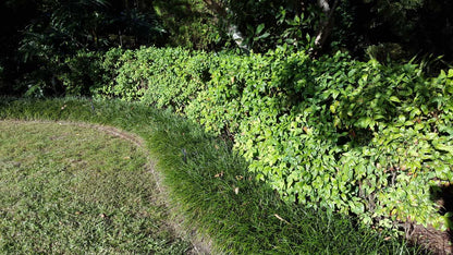Nandina domestica 'Nana' compact border plant