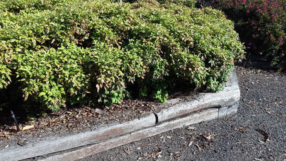 Nandina domestica 'Nana' low maintenance shrub
