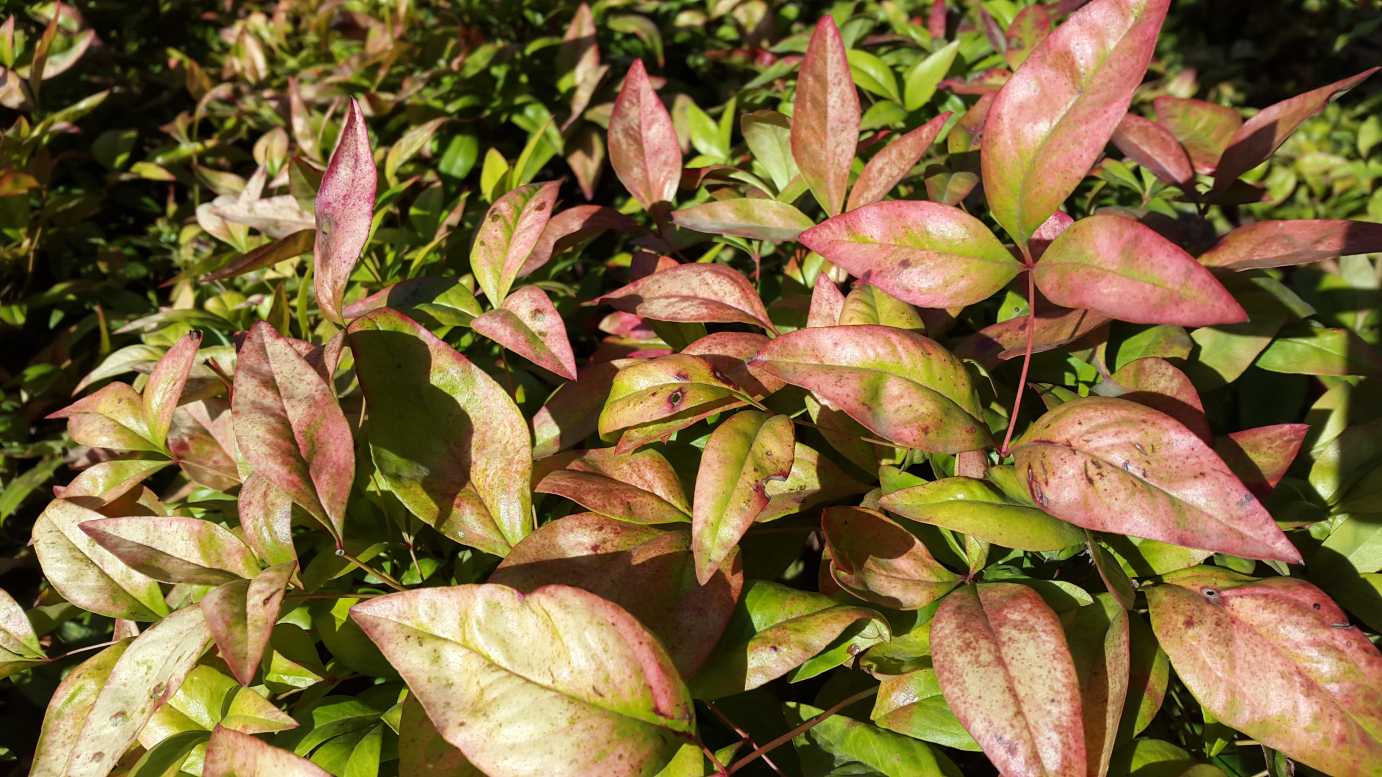 Nandina domestica 'Nana' modern garden plant