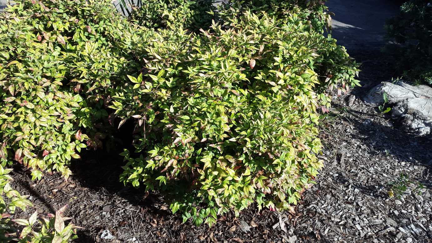 Nandina domestica 'Nana' colour foliage shrub