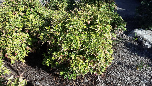 Nandina domestica 'Nana' colour foliage shrub