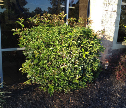 Osmanthus fragrans evergreen hedge plant