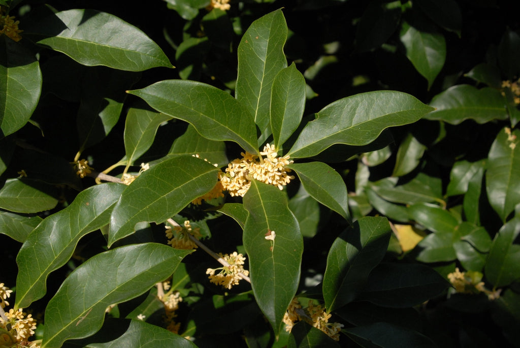 Osmanthus fragrans scented garden plant