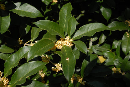 Osmanthus fragrans scented garden plant
