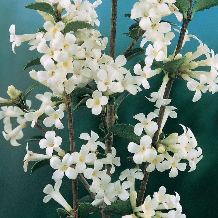Osmanthus fragrans traditional garden shrub