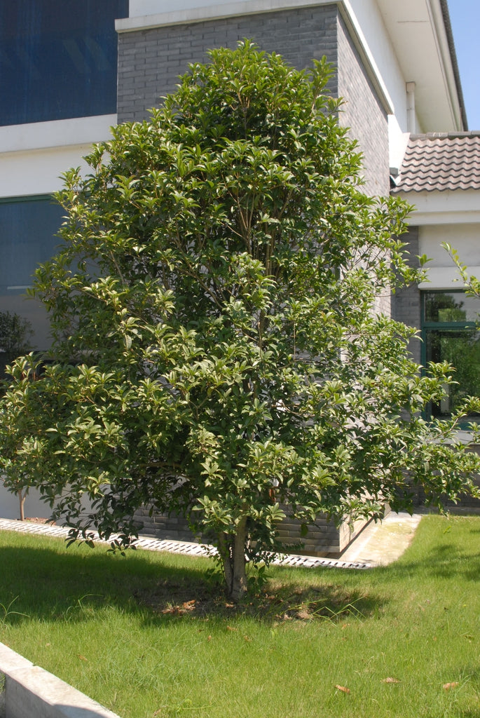 Osmanthus fragrans fragrant osmanthus shrub