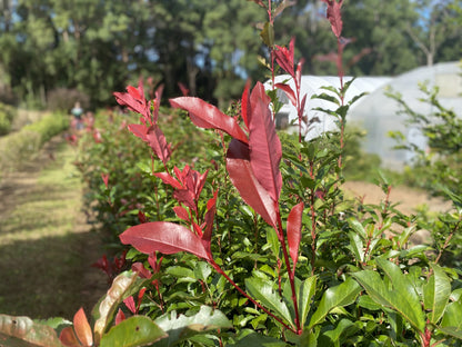 Photinia 'Red Robin' photinia screening plant