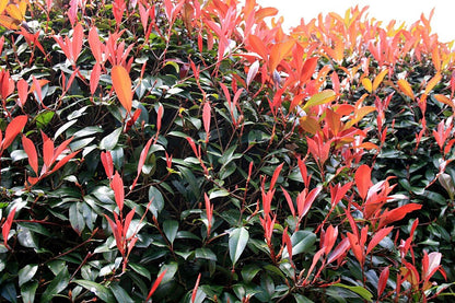 Photinia 'Red Robin' evergreen privacy hedge
