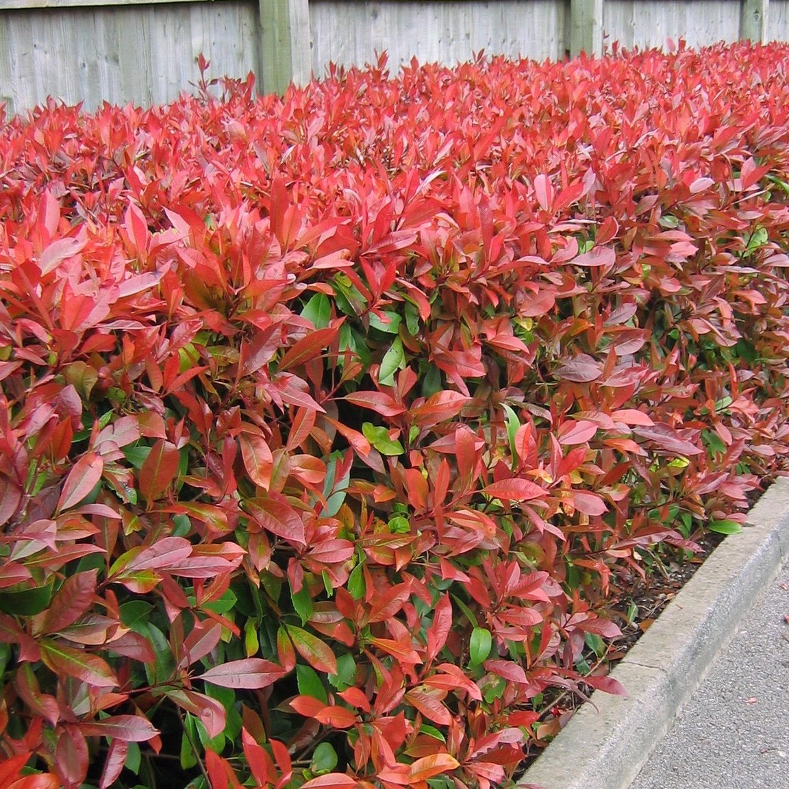 Photinia 'Red Robin' red foliage hedge
