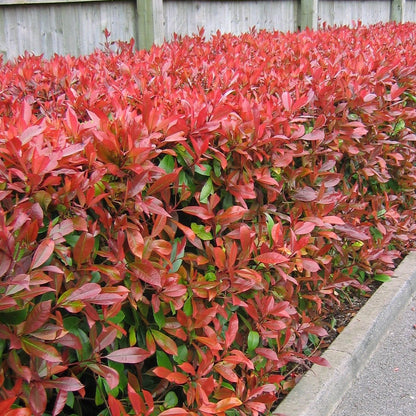 Photinia 'Red Robin' red foliage hedge