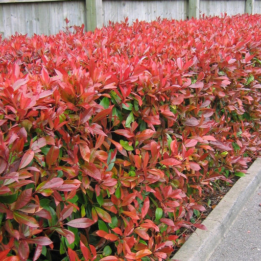 Photinia 'Red Robin' red foliage hedge