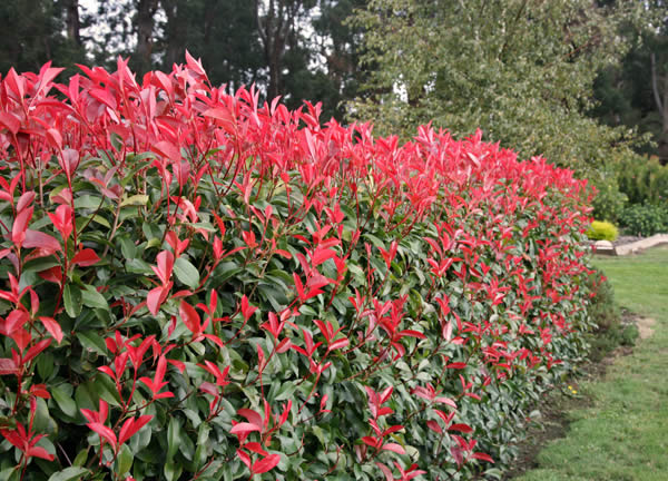 Photinia 'Robusta' photinia screening plant