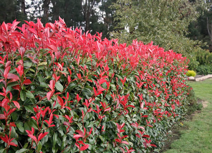 Photinia 'Robusta' photinia screening plant