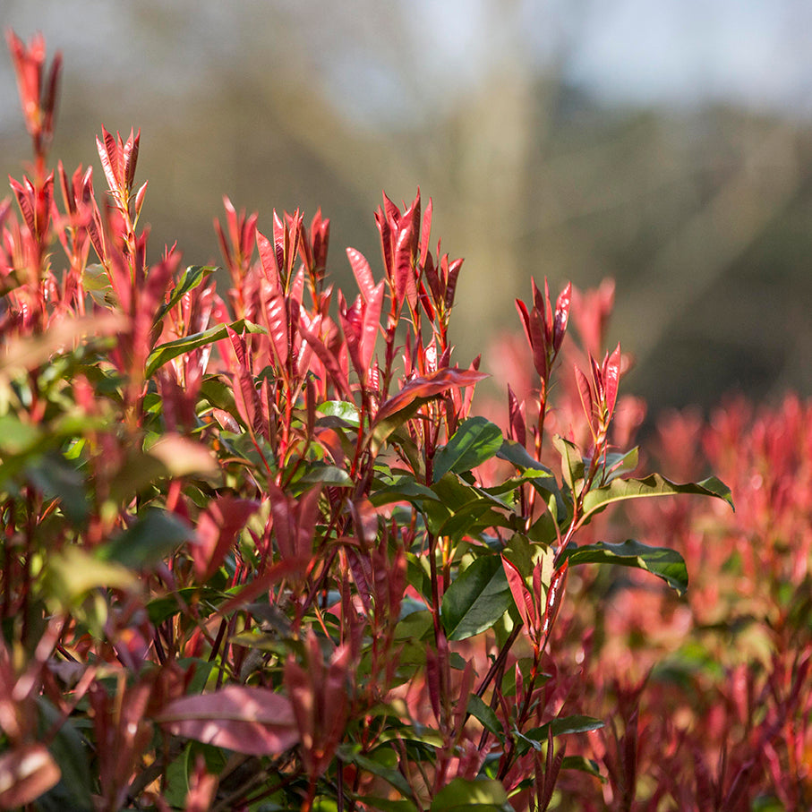 Photinia 'Robusta' evergreen privacy hedge