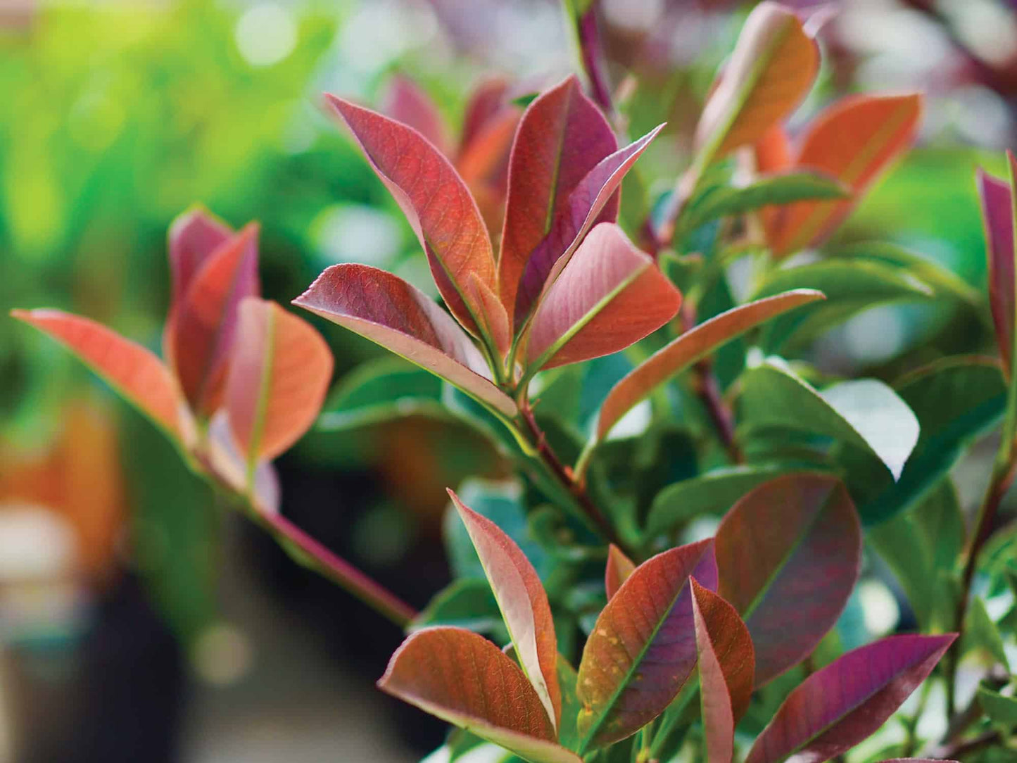 Photinia 'Robusta' colour hedge plant