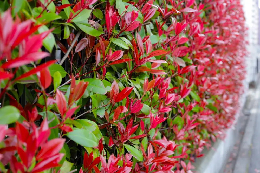 Photinia 'Robusta' red foliage hedge