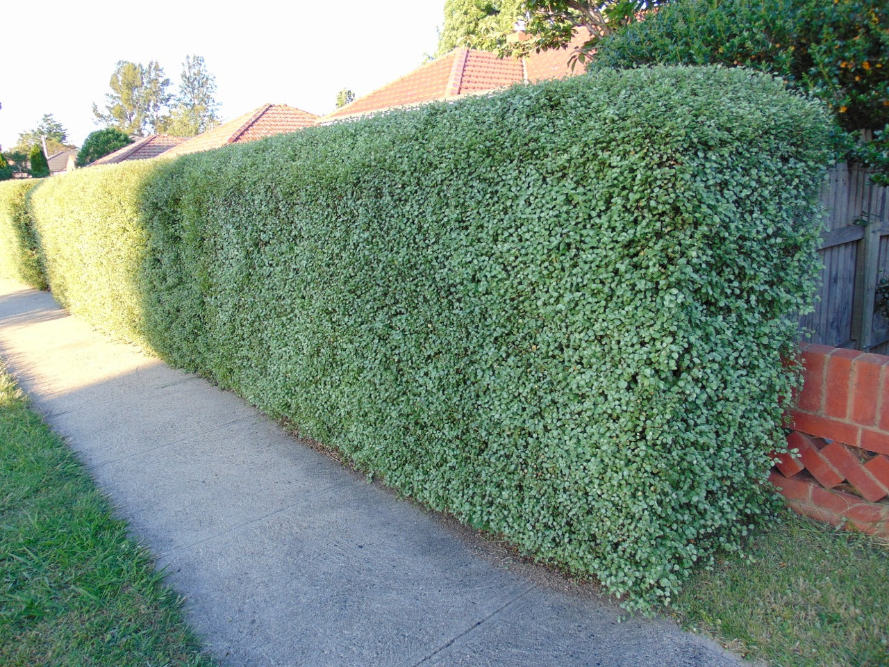 Pittosporum tenuifolium 'Silver Sheen' modern privacy plant
