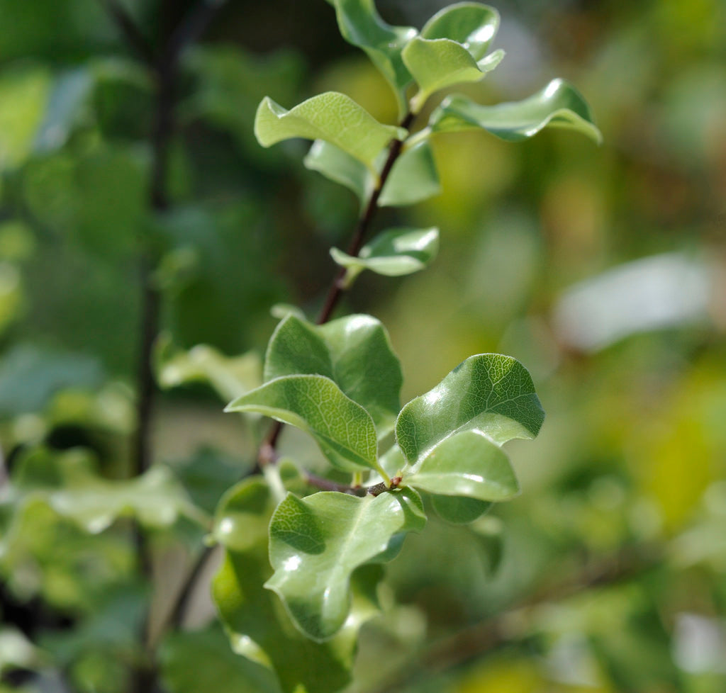 Pittosporum tenuifolium 'Silver Sheen' evergreen screening shrub