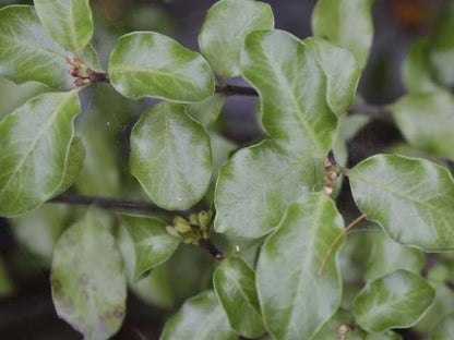 Pittosporum tenuifolium 'Silver Sheen' narrow garden plant