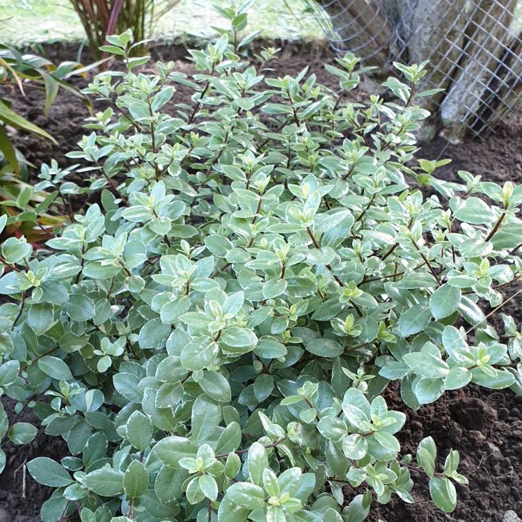Pittosporum tenuifolium 'Silver Sheen' silver sheen screening plant