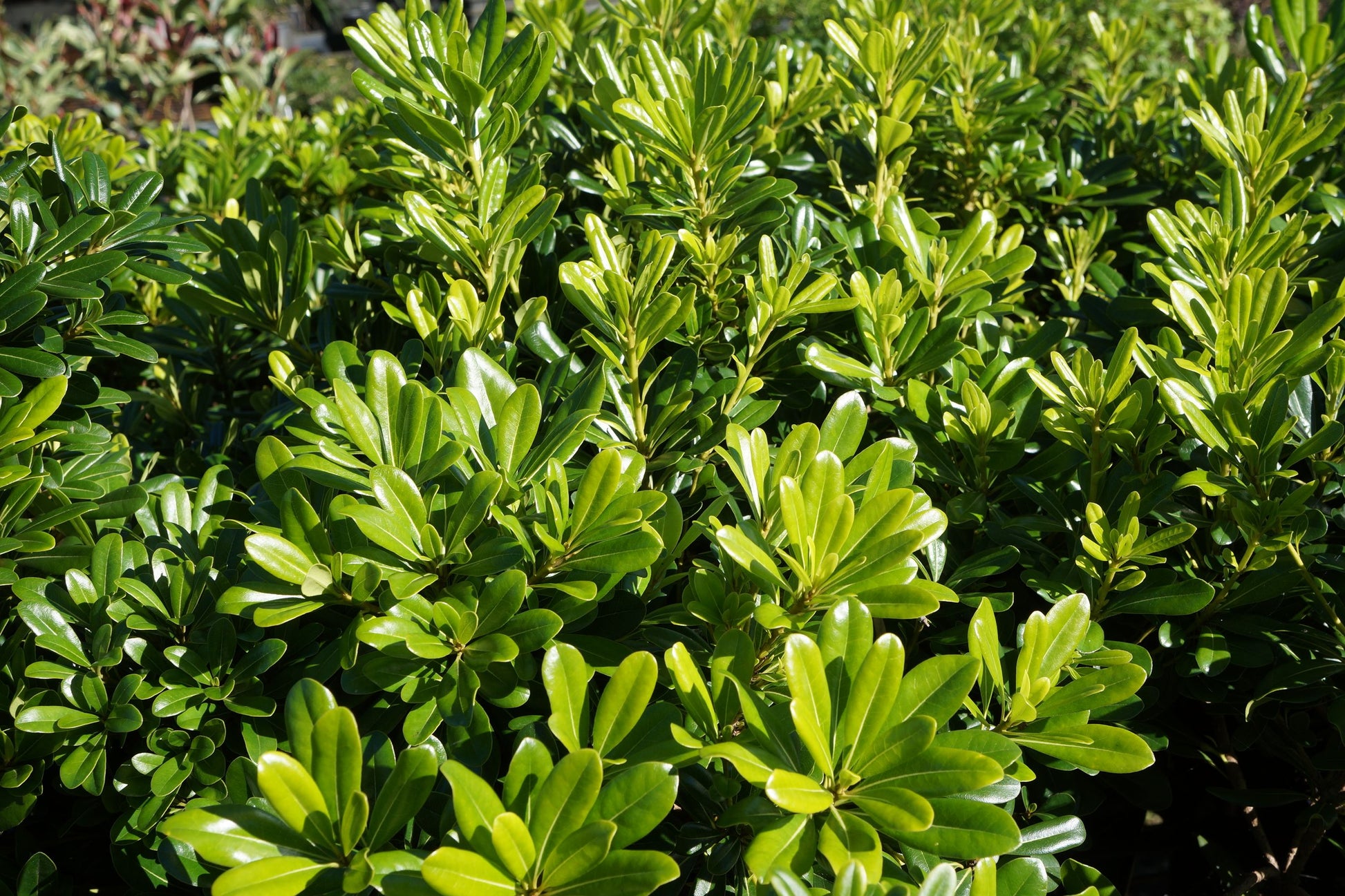 Pittosporum tobira 'Miss Muffet' low border plant