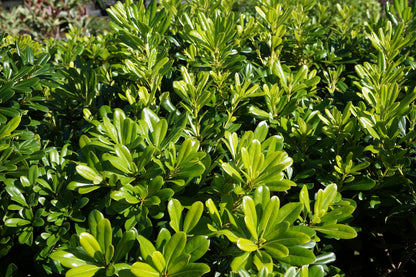 Pittosporum tobira 'Miss Muffet' low border plant