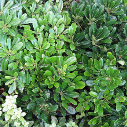 Pittosporum tobira 'Miss Muffet' small garden shrub