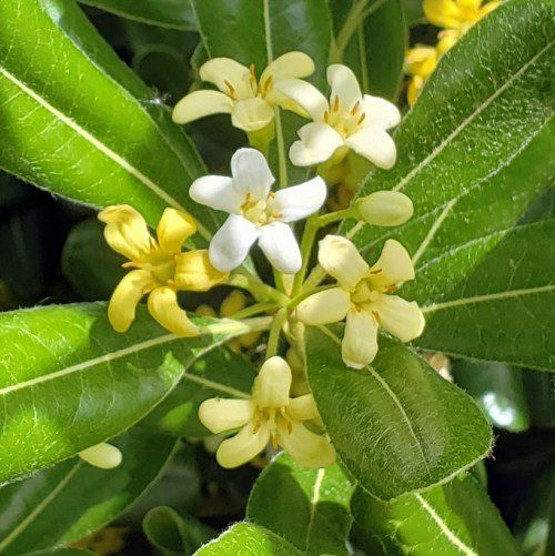 Pittosporum tobira 'Miss Muffet' structured garden plant