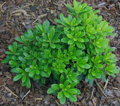 Pittosporum tobira 'Miss Muffet' compact evergreen shrub