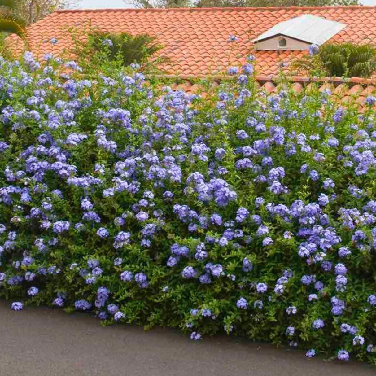 Plumbago auriculata 'Royal Cape' plumbago garden plant