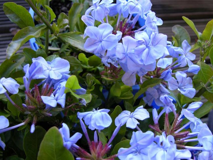 Plumbago auriculata 'Royal Cape' sunny border plant