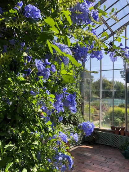 Plumbago auriculata 'Royal Cape' blue flowering shrub