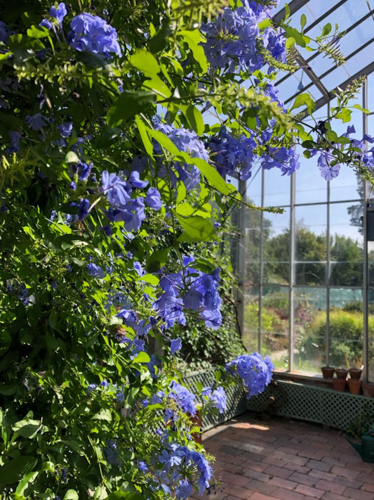 Plumbago auriculata 'Royal Cape' blue flowering shrub